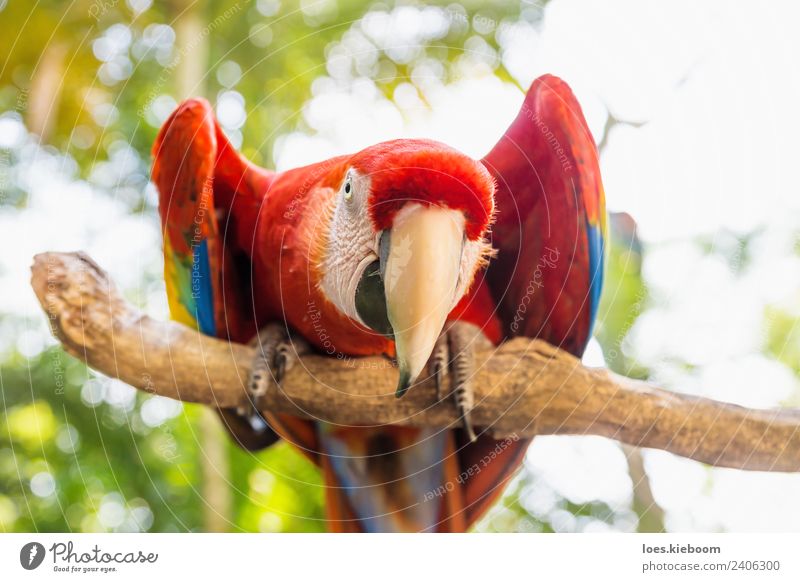 Straight looking Scarlett Macaw parrot Ferien & Urlaub & Reisen Tourismus Abenteuer Sommer Natur Vogel 1 Tier exotisch lustig macaw copan bird Honduras feather