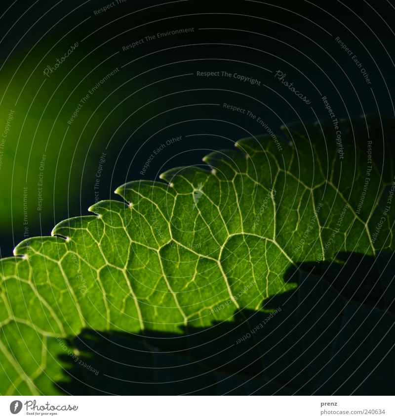 Licht und Schatten 1 Umwelt Natur Pflanze Blatt grün Zacken Ecke durchscheinend Blattadern Linie Farbfoto Außenaufnahme Menschenleer Morgen Kontrast Silhouette