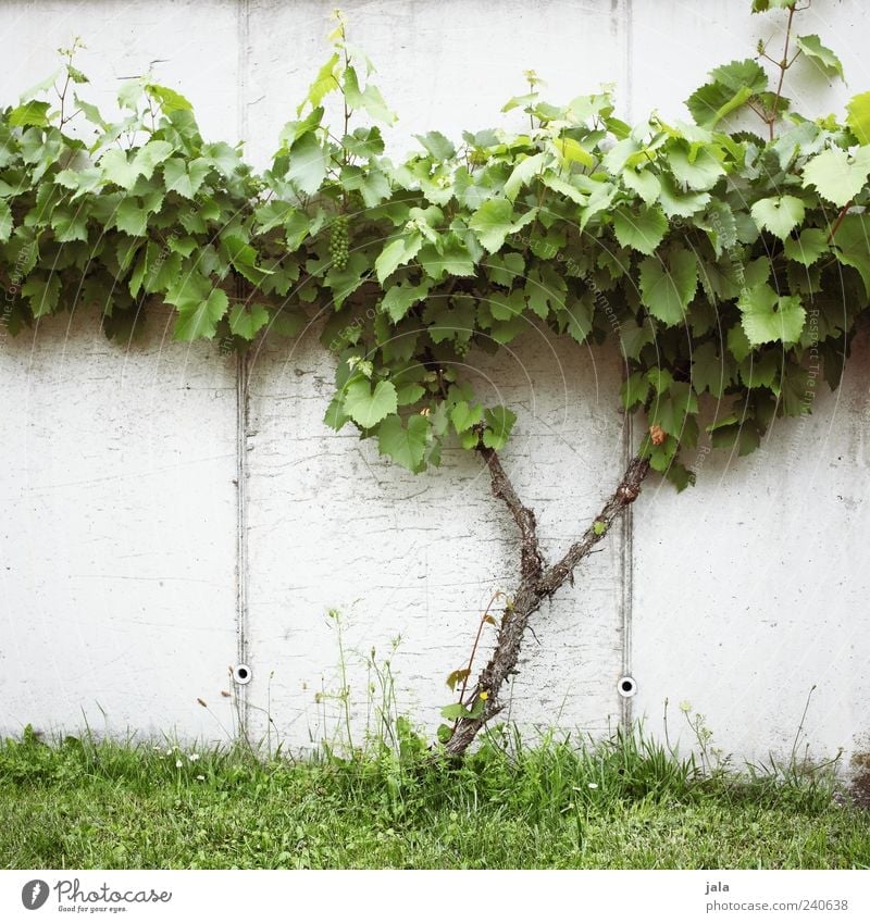 rebe Frucht Weintrauben Natur Pflanze Gras Blatt Grünpflanze Nutzpflanze Wiese Mauer Wand Fassade lecker Farbfoto Außenaufnahme Menschenleer Tag