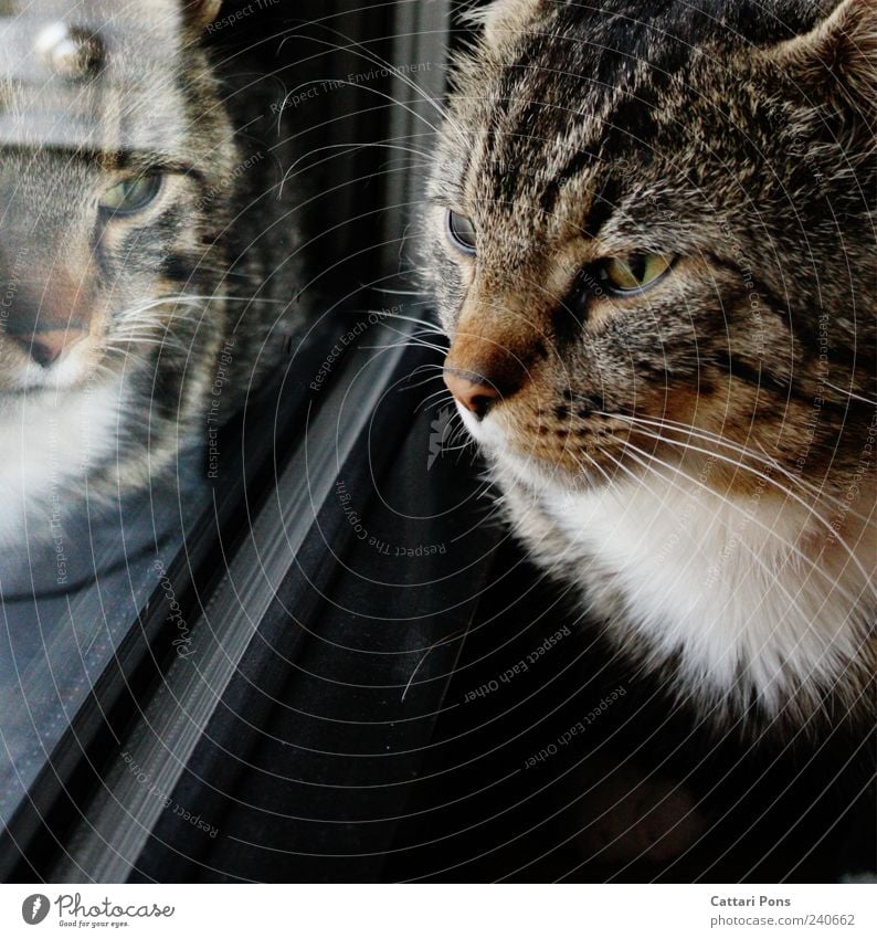 not alOne Tier Haustier Katze Tiergesicht beobachten dunkel einzigartig nah Neugier niedlich Hauskatze Reflexion & Spiegelung Fenster Fell Glas Fensterscheibe