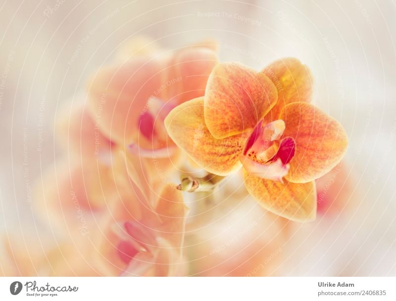 Orange Orchideen elegant Design Wellness Leben harmonisch Wohlgefühl Zufriedenheit Erholung ruhig Meditation Kur Spa Dekoration & Verzierung Tapete Pflanze
