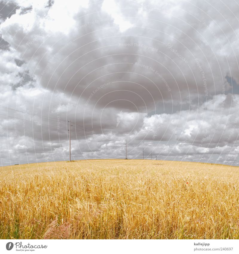 ferngespräch Umwelt Natur Landschaft Pflanze Luft Erde Wolken Sommer Klima Schönes Wetter Nutzpflanze Feld gelb gold Telekommunikation Leitung Netzwerk