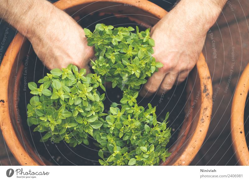 Gartenarbeit im Frühling Gesundheit Gesunde Ernährung Wohlgefühl Zufriedenheit Sinnesorgane Erholung Mensch maskulin Hand Natur Pflanze Nutzpflanze Topfpflanze