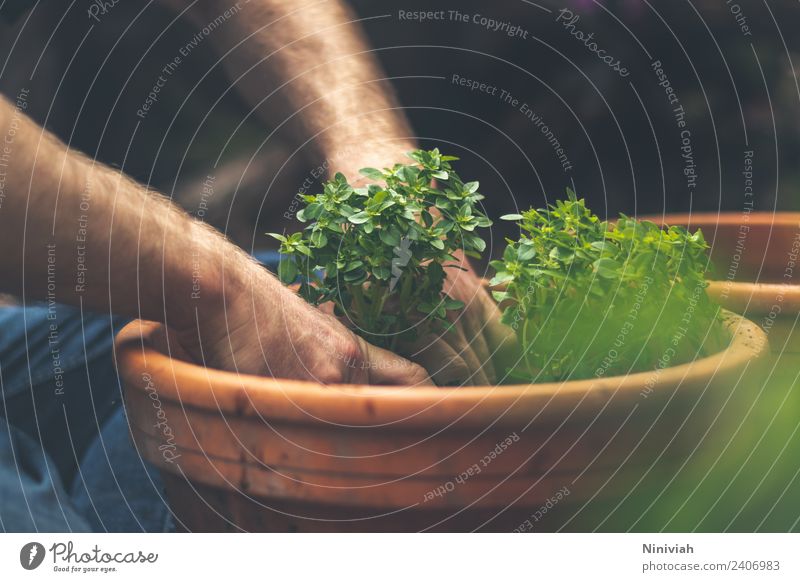 Gartenarbeit im Frühling - Basilikum eintopfen Gesundheit Gesunde Ernährung Wohlgefühl Zufriedenheit Sinnesorgane Erholung Freizeit & Hobby Mensch maskulin Hand