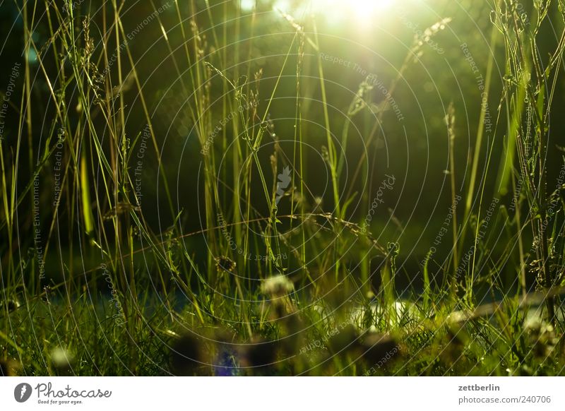 Gras Umwelt Natur Pflanze Sonne Sonnenlicht Sommer Klima Klimawandel Schönes Wetter Blatt Grünpflanze Garten Park Wiese gut wallroth Grasland Halm Gegenlicht