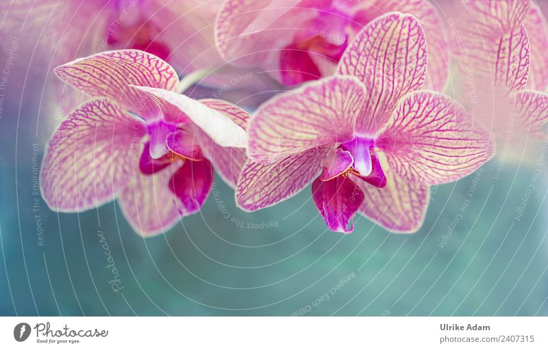 Rosa Orchideen - Phalaenopsisblüte schön Wellness Leben harmonisch Wohlgefühl Zufriedenheit Sinnesorgane Erholung ruhig Meditation Kur Spa Massage Akupunktur