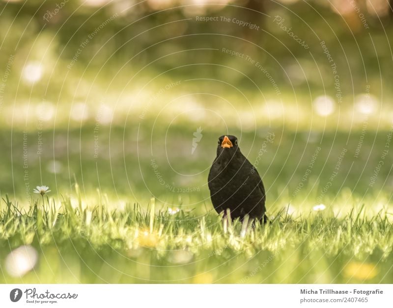 Singende Amsel auf der Wiese Sänger Natur Tier Sonne Sonnenlicht Schönes Wetter Blume Gras Wildtier Vogel Tiergesicht Flügel Schnabel singen sprechen 1 Brunft