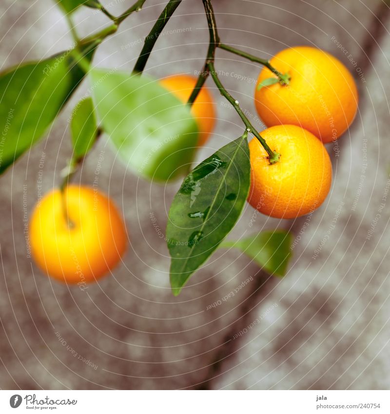 orangen Lebensmittel Frucht Orange Natur Pflanze Baum Blüte Nutzpflanze schön Zierde Farbfoto Außenaufnahme Menschenleer Textfreiraum unten Tag