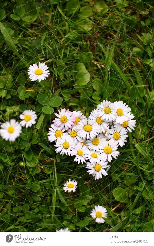...von herzen... Pflanze Schönes Wetter Blume Gras Wiese Herz natürlich Leben Natur Blumenherz Valentinstag Gruß Glückwünsche Gänseblümchen Farbfoto
