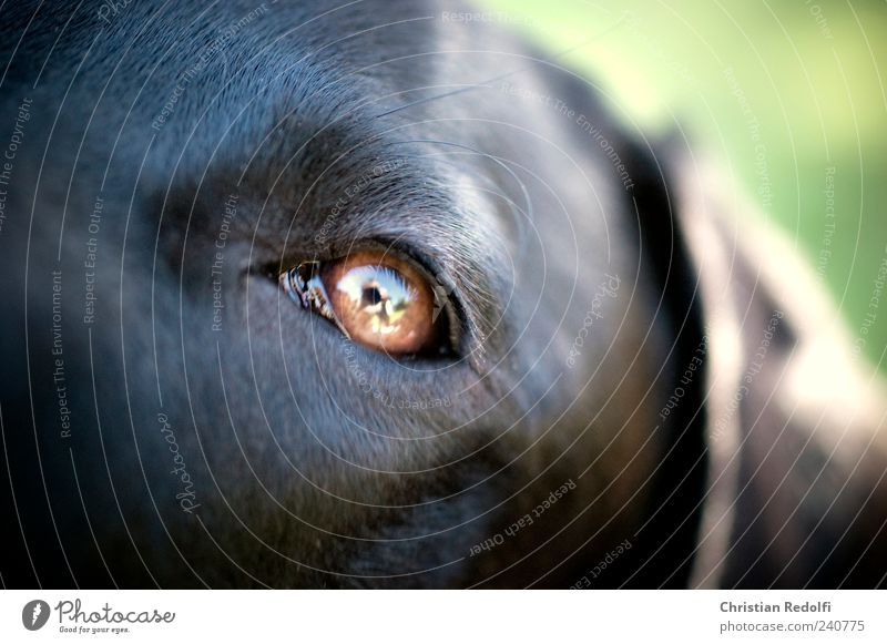 dogeyes Sommer Auge Garten Tier Haustier Hund 1 ruhig Labrador Weimaraner Farbfoto Außenaufnahme Nahaufnahme Makroaufnahme Tag Licht Schatten Kontrast