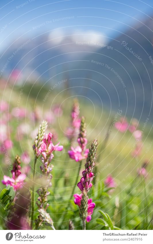 Bluemenwise Natur Pflanze grün violett rosa Blume Wiese Bergwiese Berge u. Gebirge Frühling Farbfoto Außenaufnahme Nahaufnahme Detailaufnahme Textfreiraum oben