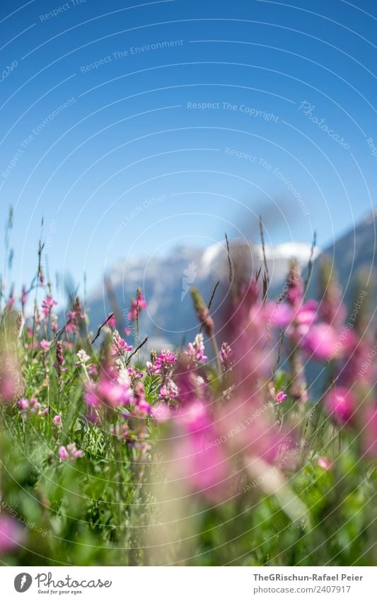 Blumen Umwelt Natur Pflanze blau grün violett rosa Himmel Berge u. Gebirge Wiese Bergwiese Frühling Farbfoto Außenaufnahme Nahaufnahme Detailaufnahme