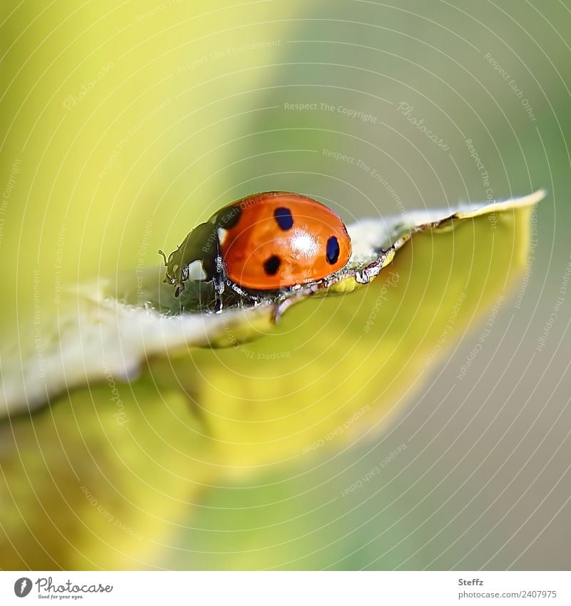 Marienkäfer auf einem Quittenblatt Käfer Glückskäfer Glücksbringer Siebenpunkt-Marienkäfer roter Käfer Glückssymbol niedlich heimisch leicht krabbeln krabbelnd