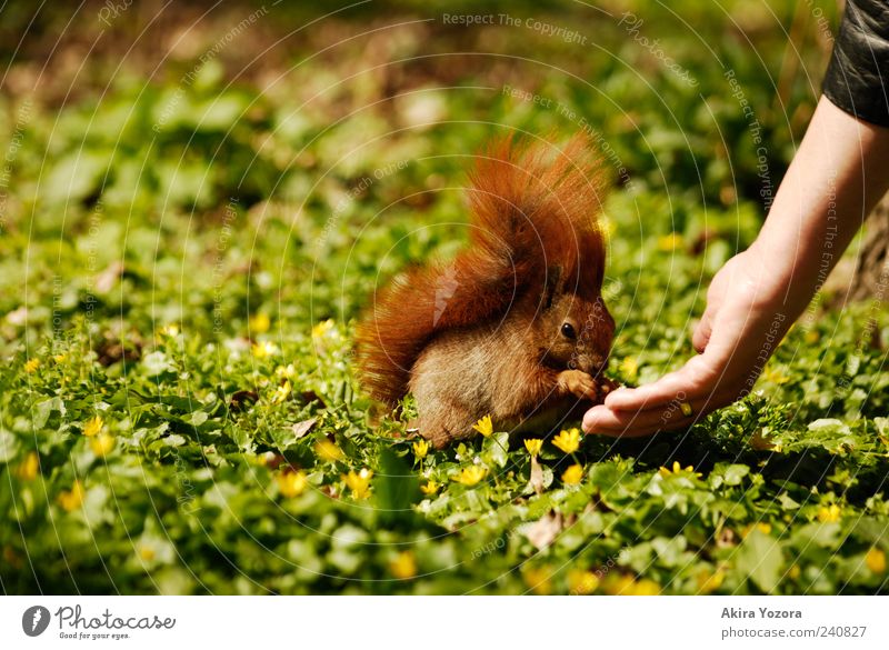 Fütterungszeit Arme Hand Blume Gras Park Wiese Tier Wildtier Eichhörnchen 1 Fressen füttern sitzen außergewöhnlich Freundlichkeit klein niedlich grün rot