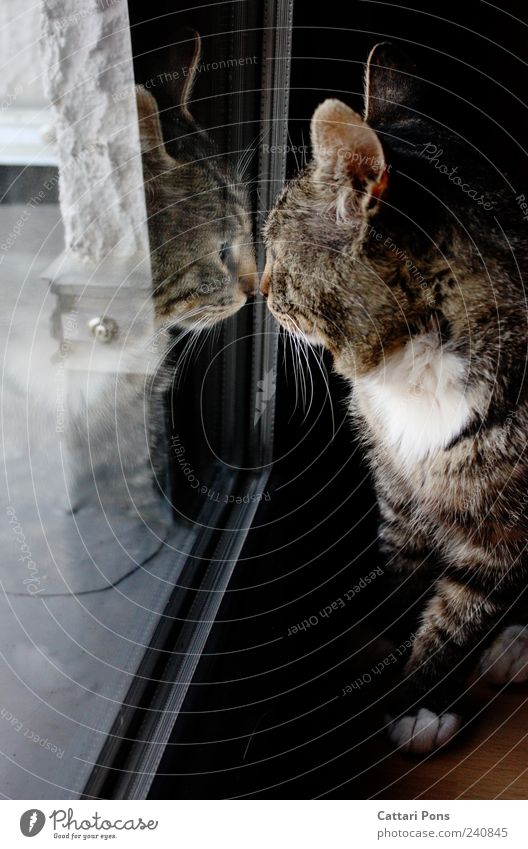 see me Tier Haustier Katze Hauskatze beobachten berühren entdecken sitzen stehen dunkel nah Neugier niedlich Einsamkeit einzeln Reflexion & Spiegelung Fenster