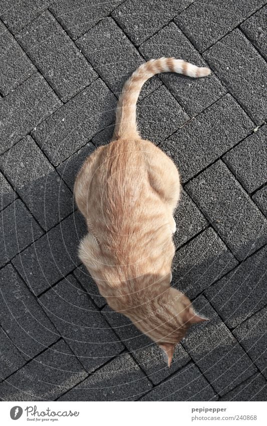 kreuzweise Haustier Katze Fell 1 Tier Stein Linie Streifen gold grau Außenaufnahme Detailaufnahme Abend Licht Schatten Kontrast Vogelperspektive Tierporträt