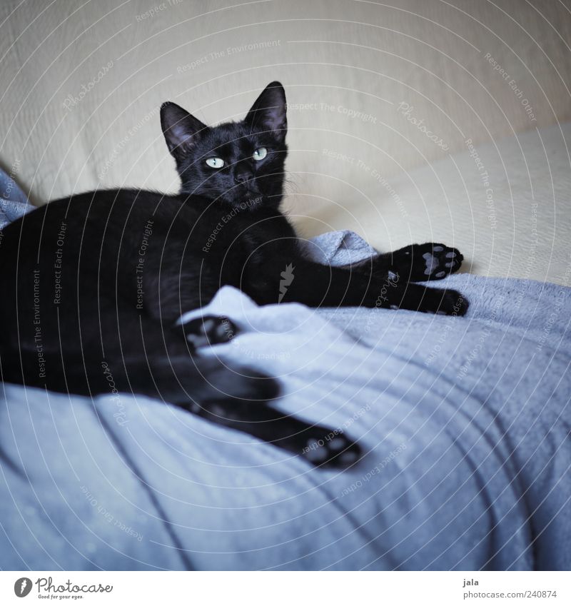 herzbub Wohnung Sofa Decke Tier Haustier Katze 1 beobachten genießen liegen schön grau schwarz beige Farbfoto Innenaufnahme Menschenleer Tag Tierporträt Blick