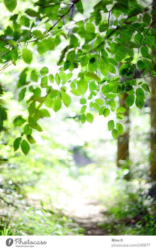 Wanderweg Ferien & Urlaub & Reisen Ausflug Frühling Sommer Baum Blatt Park Wald hell positiv grün Buche Buchenwald Ast Zweige u. Äste Fußweg Spaziergang