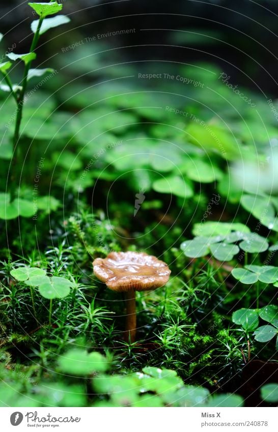 Waldbewohner Umwelt Natur Wassertropfen Sommer Herbst Regen Pflanze Gras Moos Wachstum klein nass Glück Glücksklee Glücksbringer Klee Pilz Kleeblatt Waldboden