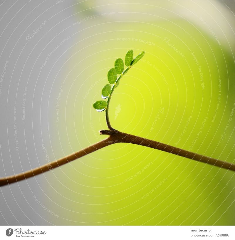 Miniatur Pflanze Sommer Baum Blatt Grünpflanze exotisch ästhetisch Farbfoto Makroaufnahme Tag Sonnenlicht Zweig zartes Grün