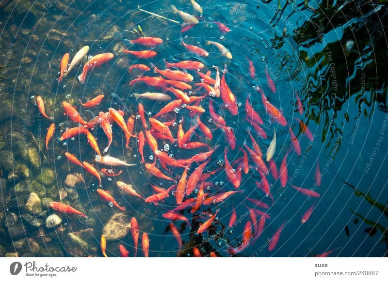 Goldwäsche Schwimmen & Baden Tier Wasser Teich See Fisch Schwarm Bewegung Zusammensein nass rund gold rot Zusammenhalt Verwirbelung Goldfisch Fischschwarm