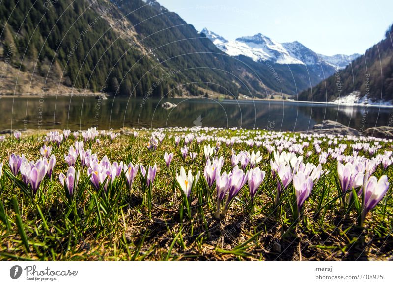 Krokusteppich am Riesachsee Leben harmonisch ruhig Ausflug Berge u. Gebirge Natur Landschaft Pflanze Wasser Wolkenloser Himmel Frühling Schönes Wetter