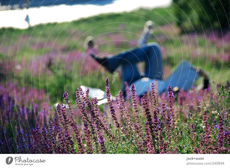 abgetaucht im Grünen lesen Beine Natur Pflanze Gras Blüte Park Wiese Prenzlauer Berg Erholung genießen liegen violett Zufriedenheit Geborgenheit