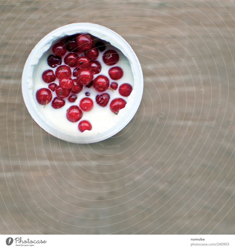 Joghurt mit Johannisbeeren Lebensmittel Frucht Ernährung Bioprodukte Vegetarische Ernährung Becher genießen frisch Gesundheit rot weiß Farbfoto Außenaufnahme
