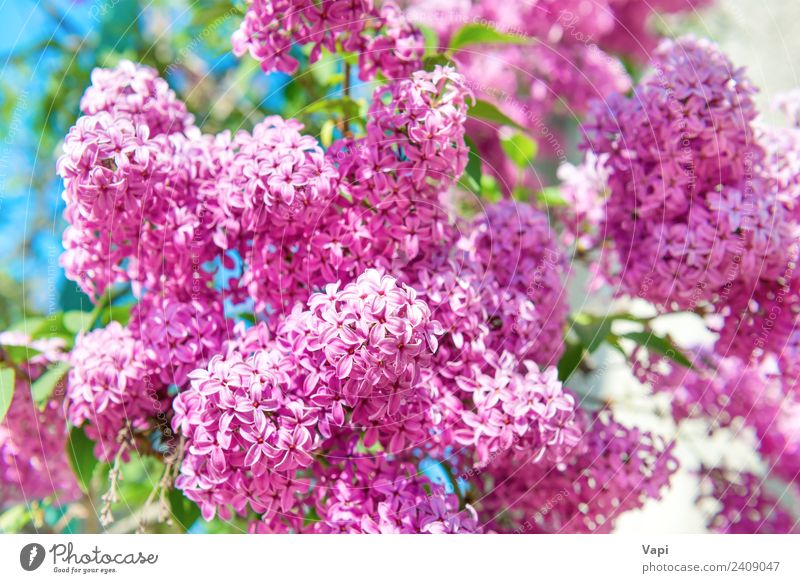 Zweig mit wunderschönen lilafarbenen Blumen am Busch Sommer Garten Dekoration & Verzierung Umwelt Natur Landschaft Pflanze Sonnenlicht Frühling Schönes Wetter