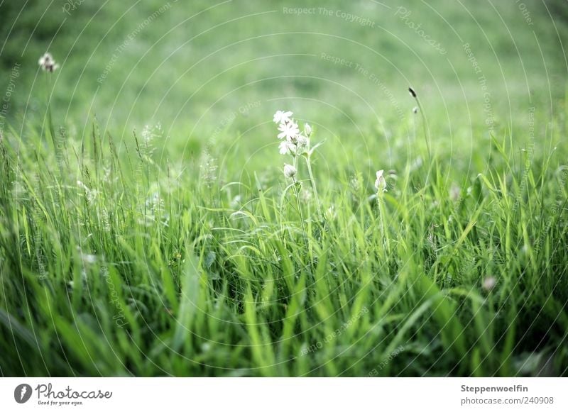 Wiesenblume Natur Landschaft Pflanze Schönes Wetter Gras Blüte atmen Blühend Duft entdecken Erholung genießen Wachstum grün weiß Blume Halm Unendlichkeit Rasen