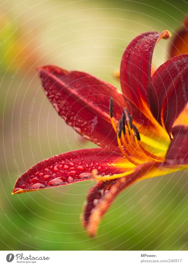 Blüte grün rot orange Schwache Tiefenschärfe Wassertropfen Blatt Nahaufnahme tropisch Tropfen Pflanze Hochformat mehrfarbig exotisch