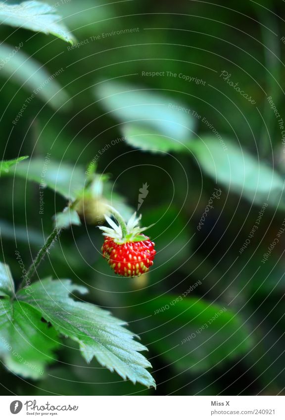 Walderdbeere Frucht Sommer Pflanze Sträucher Blatt lecker grün rot Erdbeeren Wald-Erdbeere Farbfoto mehrfarbig Außenaufnahme Nahaufnahme Menschenleer