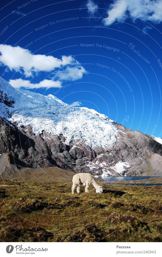 Anden, Alpaca, Azurblauer Himmel Schnee Berge u. Gebirge Natur Landschaft Ausangate Schneebedeckte Gipfel Gletscher Tier Nutztier Fell 1 Fressen Peru Farbfoto
