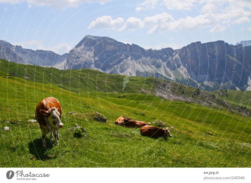 born to be wild Ferien & Urlaub & Reisen Berge u. Gebirge Natur Landschaft Himmel Gras Wiese Alpen Nutztier Kuh Tiergruppe liegen stehen blau braun grau grün
