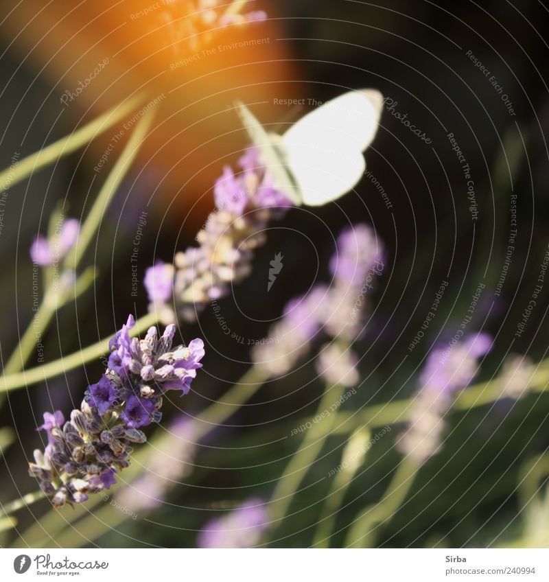 Sommervögel Lavendel Schmetterling ästhetisch Farbfoto Außenaufnahme Tag 1 Unschärfe weiß sitzen Bewegungsunschärfe Menschenleer