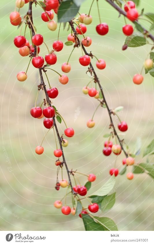 Kirschenzweige Umwelt Natur Pflanze Sommer Baum Nutzpflanze Zweige u. Äste hängen rot Kirschbaum Frucht Steinfrüchte Obstbaum Bioprodukte