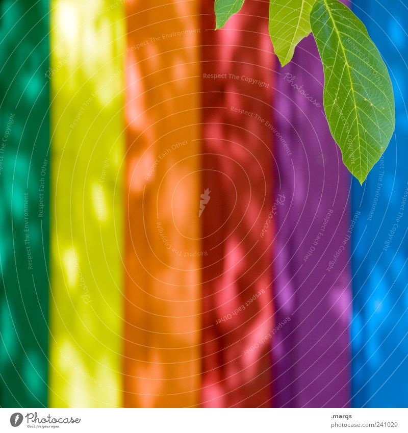 Blatt Pflanze Grünpflanze Mauer Wand Holz Streifen einfach hell schön mehrfarbig Farbe regenbogenfarben spektral leuchten Farbfoto Außenaufnahme Nahaufnahme