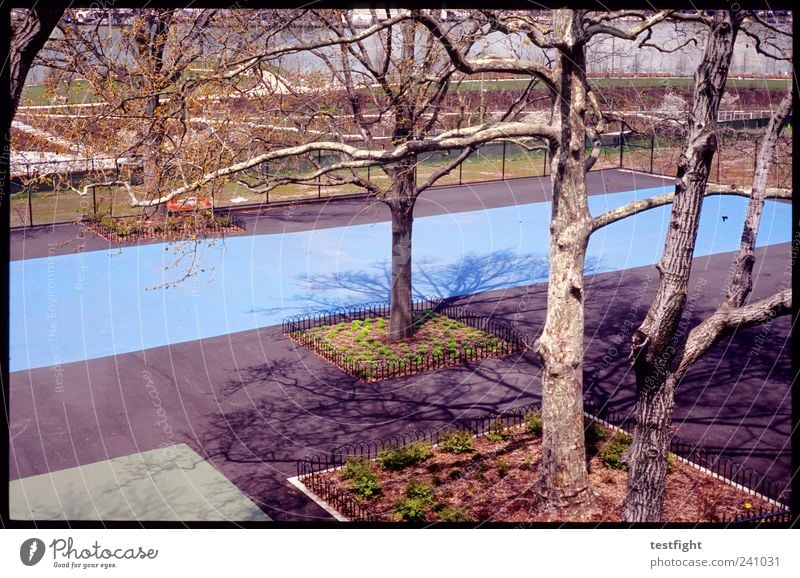 at long last Sportstätten Baum Garten Park eckig blau Farbfoto Außenaufnahme Licht Schatten Sonnenlicht Menschenleer Platz