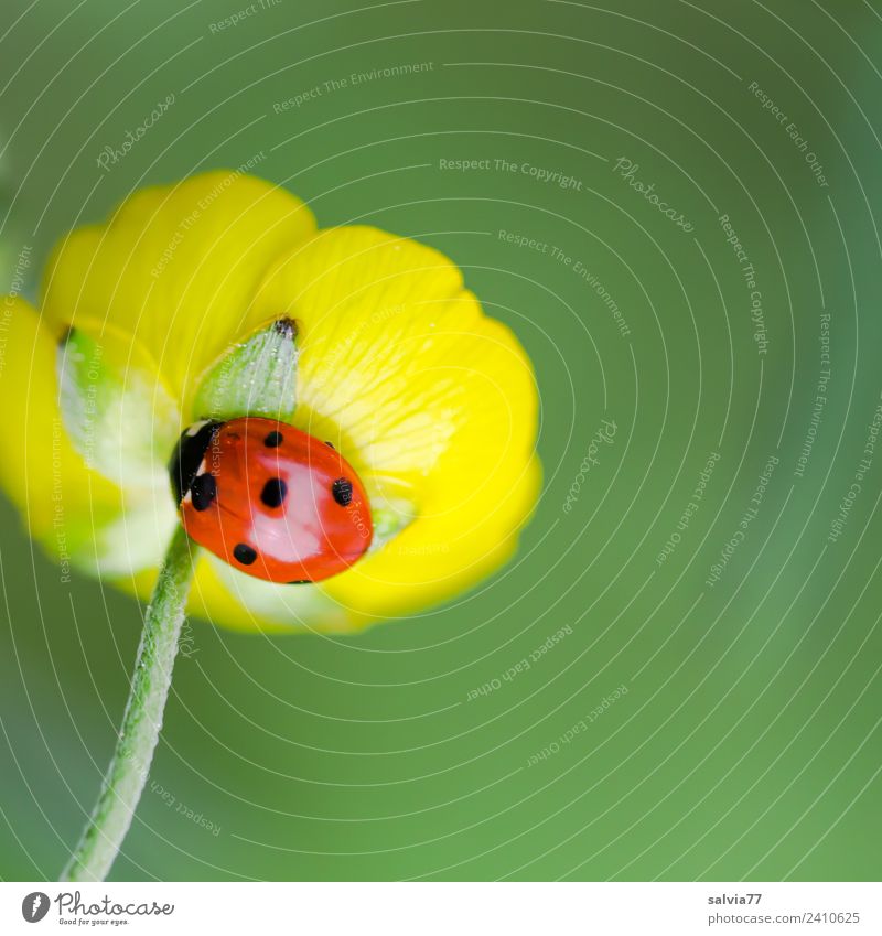 Glückskäfer Natur Pflanze Tier Frühling Sommer Blume Blüte Hahnenfußgewächse Wiese Käfer Siebenpunkt-Marienkäfer Insekt 1 krabbeln ästhetisch glänzend niedlich