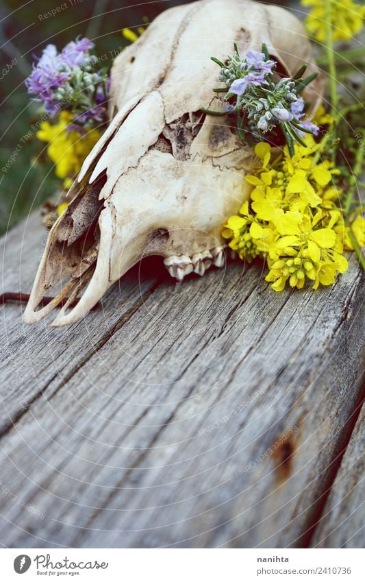 Nahaufnahme eines mit Blumen gefüllten Tierschädels Design exotisch Natur Pflanze Wildpflanze Wildtier Totes Tier Hirsche 1 Knochen Holz alt dreckig Duft