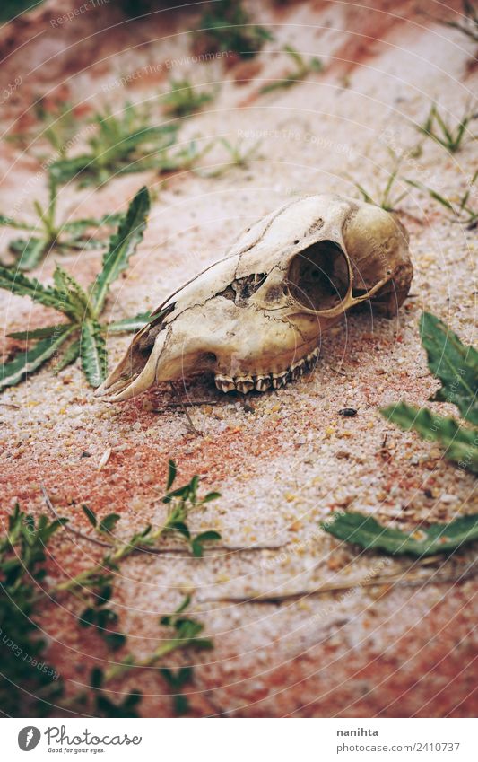 Tierschädel in der Wüste verloren Umwelt Natur Pflanze Erde Sand Wildtier Totes Tier Schaf Knochen 1 alt dreckig gruselig einzigartig natürlich wild braun