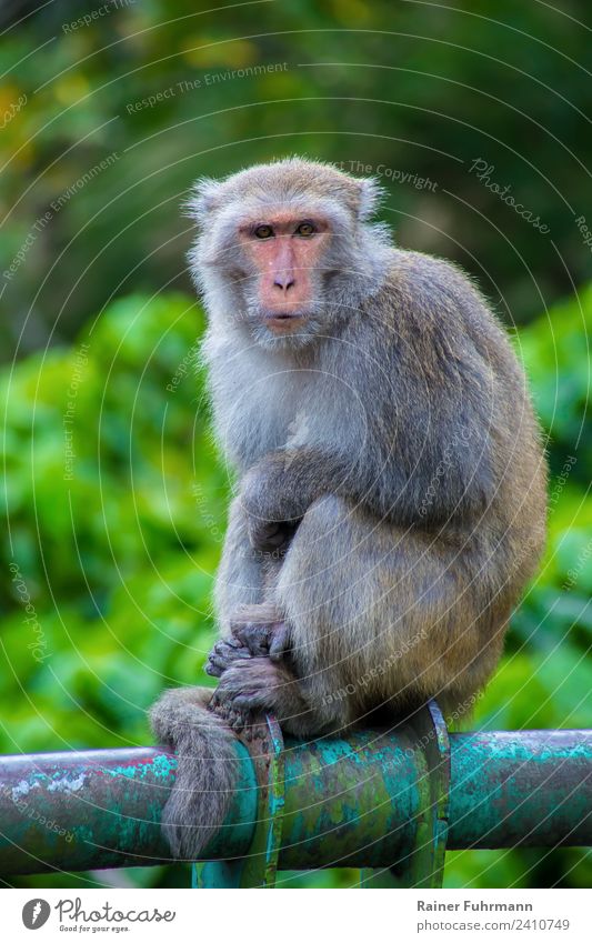 ein frei lebender Formosamakake sitzt an einer Strasse in Taiwan Natur Tier Wildtier Makake Rundgesichtsmakake Macaca cyclopis" 1 beobachten füttern Farbfoto