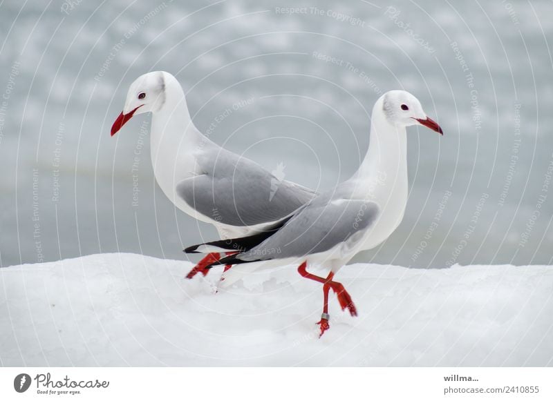 Möwen beim Pas de deux im Schnee Winter Graukopfmöwe 2 weiß Tierpaar paarweise Vögel