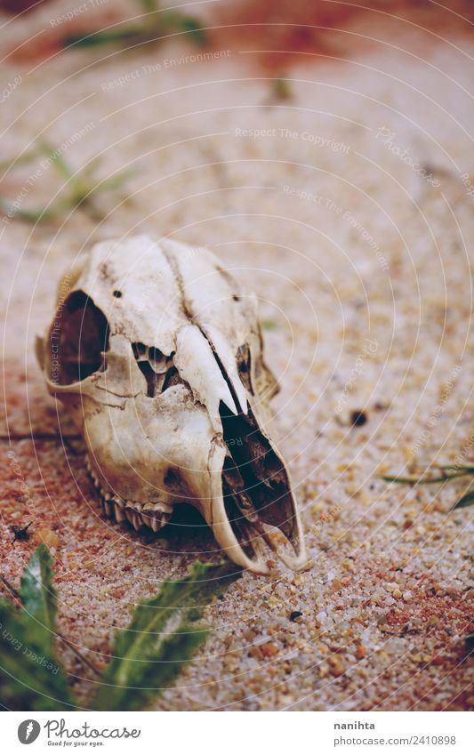 Tierschädel in einer wüstenartigen Umgebung Umwelt Natur Pflanze Erde Sand Knochen authentisch dreckig exotisch gruselig natürlich trocken Wärme wild braun