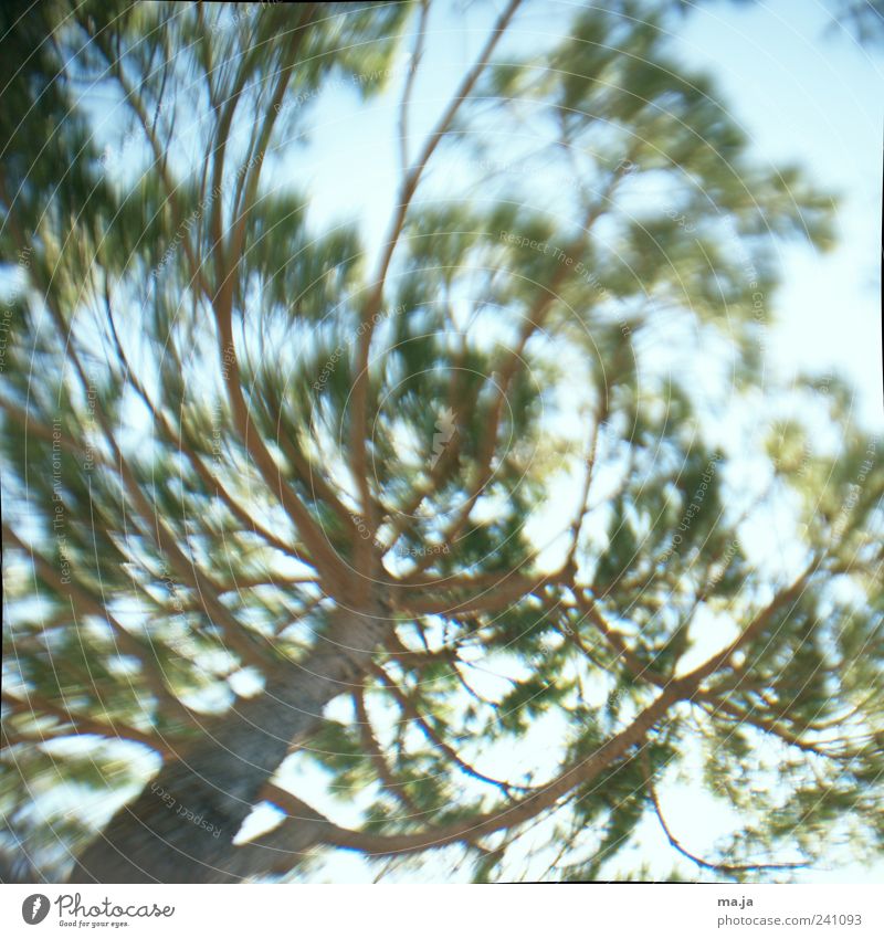 Alles dreht sich um mich Sommer Natur Pflanze Luft Himmel Sonnenlicht Wetter Schönes Wetter Baum Pinie Nadelbaum Tannennadel Holz blau braun grün Farbfoto