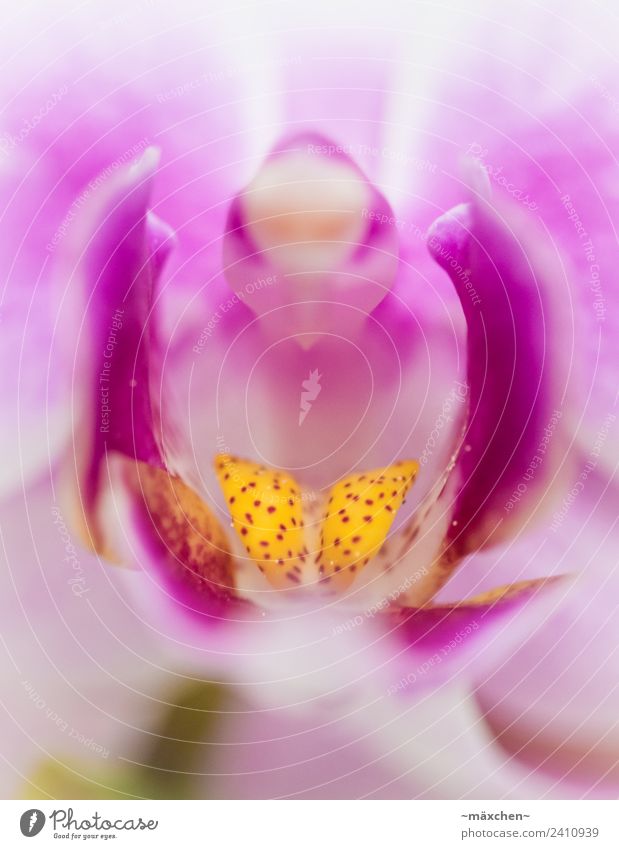 Orchidee Natur Pflanze Frühling Blüte Topfpflanze Kitsch natürlich schön mehrfarbig gelb grün rosa weiß Frühlingsgefühle Warmherzigkeit Leben Wachstum