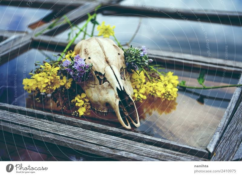Tierschädel mit Blumen über einem alten Fenster Design exotisch Natur Pflanze Frühling Klimawandel Schädel Knochen Holz Glas Kristalle Armut ästhetisch dreckig