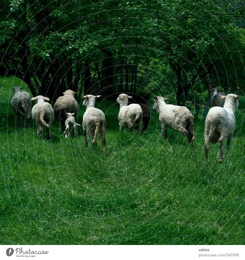 Schaflaufen Wolle rennen erschrecken Angst Feld Natur Tier Säugetier grün weiß Dorf Landwirtschaft Gras Weide Baum erstaunliche Beine springen ländlich fluffig