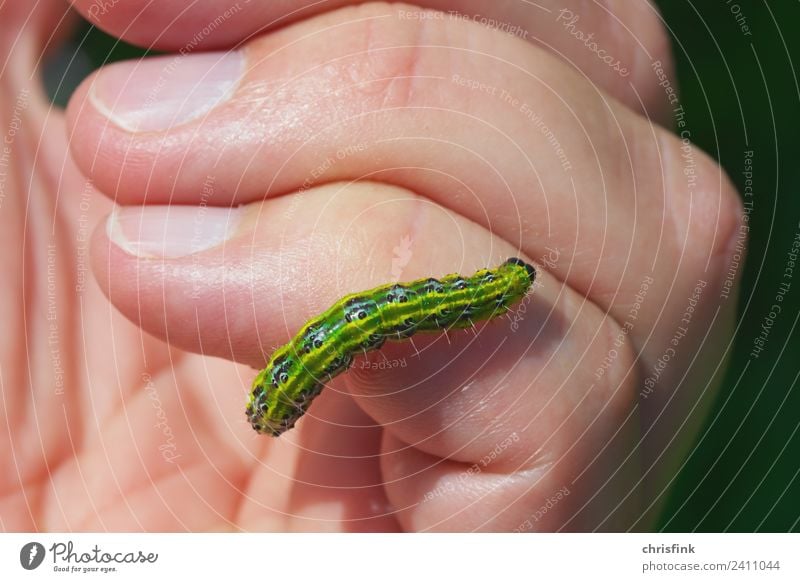 Raupe Zünsler kriecht auf Hand Tier Schmetterling Fressen krabbeln Ekel grün Cydalima perspectalis Schädlinge Pestizid Buchsbaum bux buxbaum Farbfoto