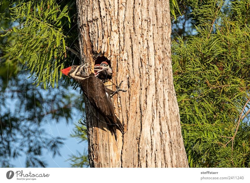 Gemahlener Specht Vogel Dryocopus pileatus Küken Baby Baum Tier Wildtier 3 Tierjunges Holz braun grün rot um Essen bitten Betteln Vogeljunge Nest Stapelspecht